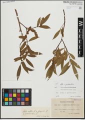 Foto von Salix alba L. x Salix pentandra L.